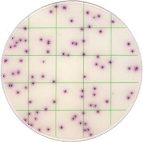 Тест-пластины KangarooSci для определения количества Staphylococcus aureus, 12шт/уп