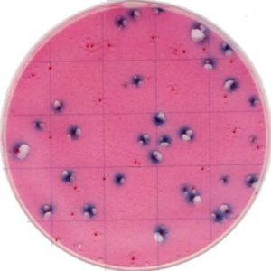 Тест-пластины KangarooSci для определения количества E.Coli и колиформных бактерий, 12шт/уп