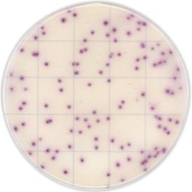 Тест-пластины KangarooSci для экспресс определения количества Bacillus Cereus, 12шт/уп